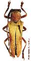 Cotyadesmus iuba