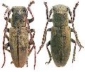 Bumetopia brevicornis