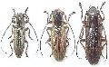 Bumetopia oshimana oshimana