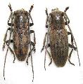 Bumetopia sakishimana