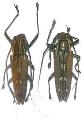 Homonoea albosignata