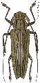 Homonoea flavescens