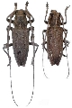 Notomulciber quadrisignatus