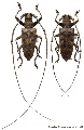 Acalolepta longicornis