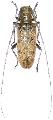 Acalolepta degener