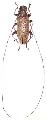 Acalolepta ferriei