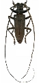 Acalolepta longipennis