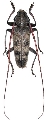 Acalolepta luxuriosa