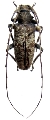 Acalolepta montana 