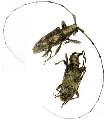 Acalolepta permutans