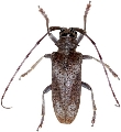 Acalolepta rusticatrix