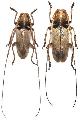 Acalolepta sublusca maculihumera