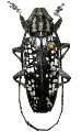 Acridocephala seriata