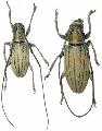 Agnia molitor