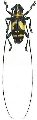 Agnia pulchra
