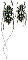 Agnia pulchra