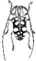 Anamera alboguttata 