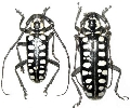 Anoplophora asuanga