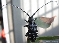 Anoplophora chinensis