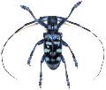 Anoplophora granata