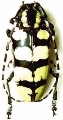 Anoplophora horsfieldii