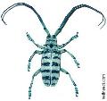Anoplophora amoena