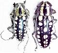 Anoplophora lucipor