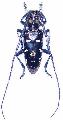 Anoplophora oshimana