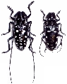 Anoplophora oshimana