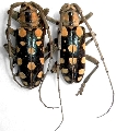Anoplophora mamaua