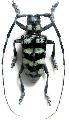 Anoplophora zonatrix