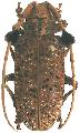 Aristobia freneyi