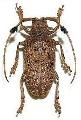 Aristobia freneyi
