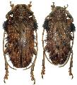 Aristobia horridula