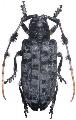 Aristobia quadrifasciata malasiaca