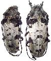 Aristobia angustifrons