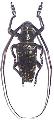 Blepephaeus mindanaoensis