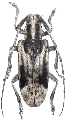 Blepephaeus succinctor succinctor 