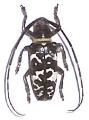 Cereopsius vivesi