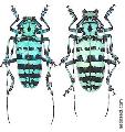 Anoplophora graafi