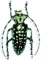 Anoplophora sollii