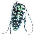 Anoplophora sollii