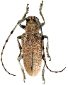 Celosterna scabrator