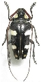 Cereopsius luctor