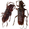 Cribragapanthia scutellata 