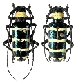 Dolichoprosopus subcylindricus 