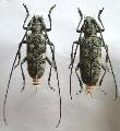Dolichoprosopus yokoyamai