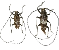 Epepeotes luscus