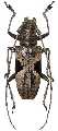 Epepeotes lateralis