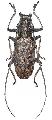 Epepeotes luscus